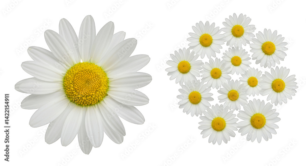 Obraz premium White daisy flowers bloom in a beautiful floral isolated summer bouquet