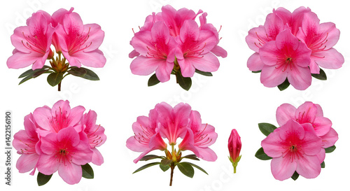 Pink and white spring flowers blossom beautifully on a white background, highlighting their delicate petals and natural beauty