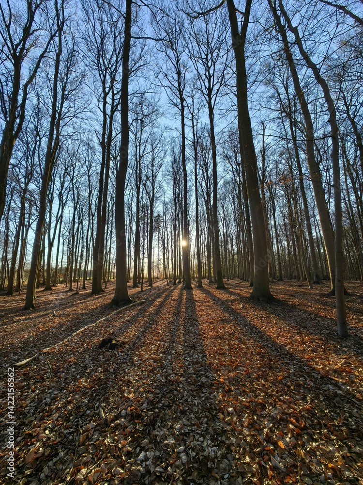 Fototapeta premium path in autumn forest