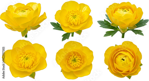 A vibrant yellow rose blossom, a beautiful floral beauty isolated on white, bright with the essence of spring and summer garden bloom