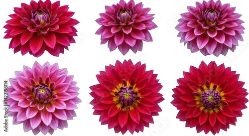 flowers, garden, floral, summer, spring, bouquet, colorful, bloom, nature, beautiful, pink, purple, yellow, chrysanthemum, dahlia, daisy, blossom, fresh, bright, vibrant, petals, outdoor, sunlight, gr