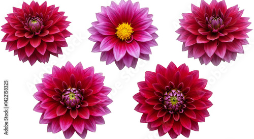 A beautiful summer garden bloom featuring pink, purple, and yellow chrysanthemum, dahlia, and daisy flowers, perfect for a colorful spring bouquet