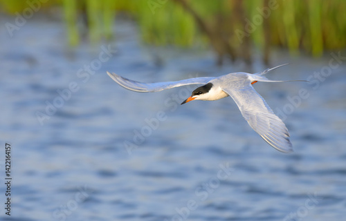 Forster's tern (Sterna forsteri) flying over tidal marsh during spring migration, Galveston, Texas, USA photo