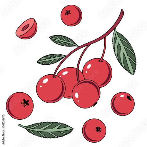 Editable AI cranberries design for Thanksgiving. Perfect for prints, cards, and festive branding. White background, clean and vibrant graphic.