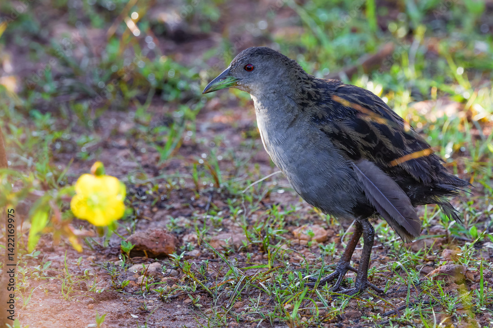 Ash-throated Crake Ash-throated Crake