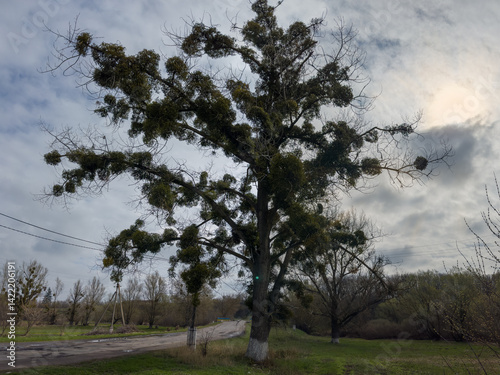 Roadside old black poplar densely overgrown with mistletoe, at springtime