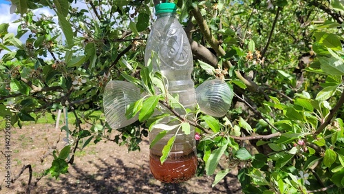 Bouteille modifiée pour attraper les guêpes et frelons dans un pommier