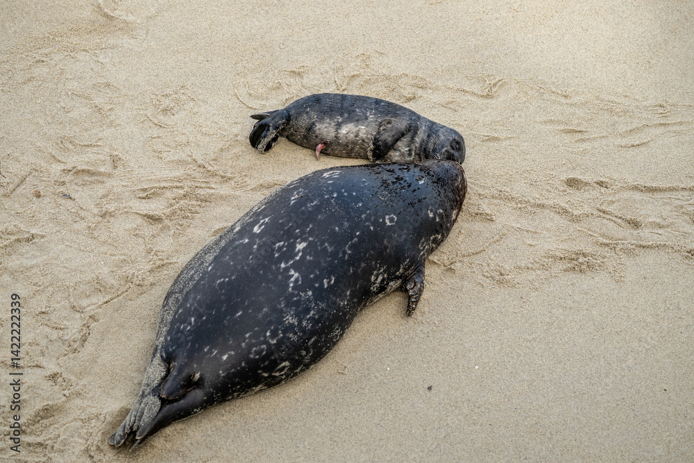 Baby Seal With Ambilical Cord Sleeps Next To Mother Seal