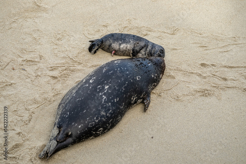Baby Seal With Ambilical Cord Sleeps Next To Mother Seal