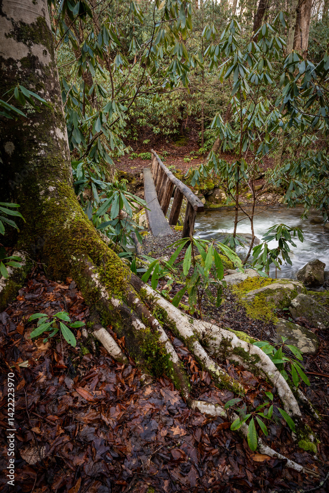 Bright White Tree Root Covered In Moss With Tree Trunk Bridge In The Background