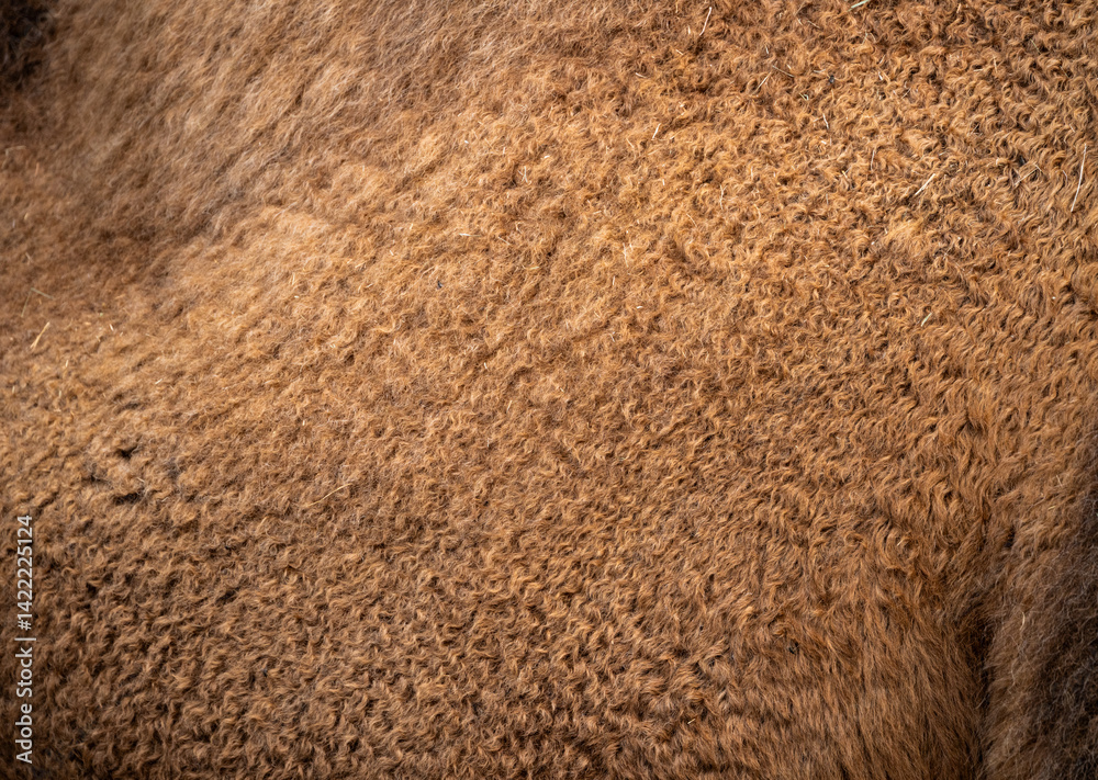 Brown Fur Of Camel Fills The Frame