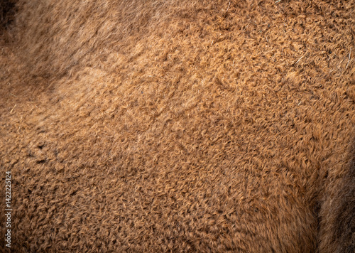 Obraz na płótnie Brown Fur Of Camel Fills The Frame w salonie