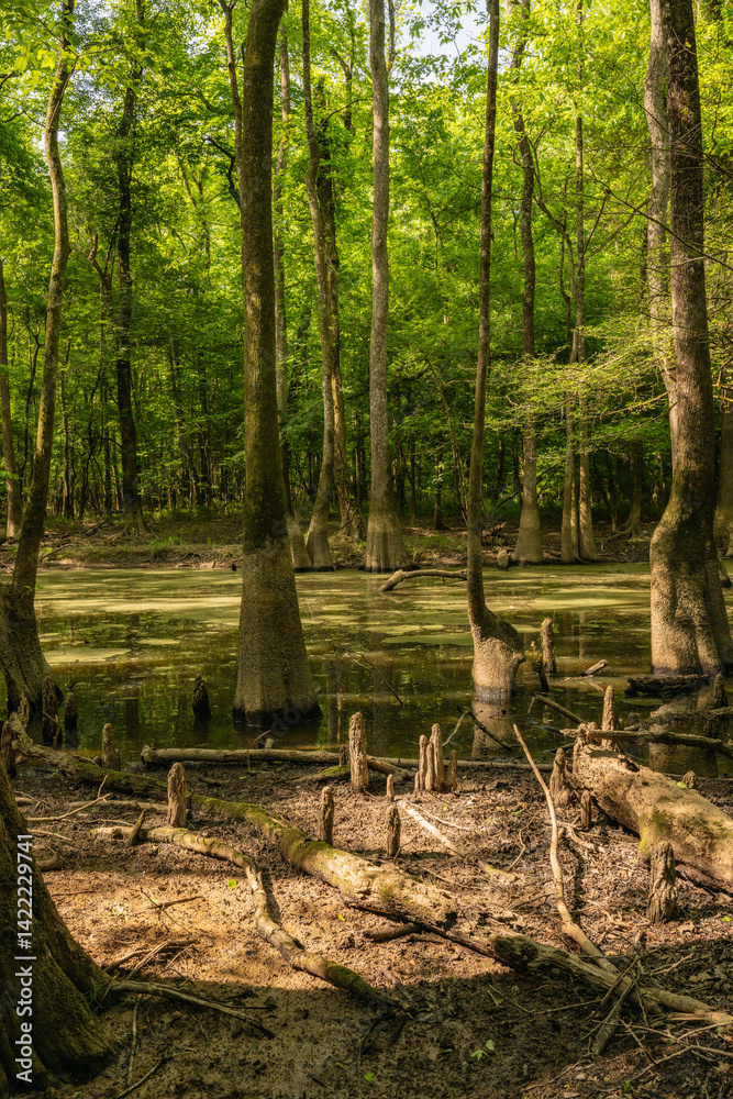 Cypress Knees Stand in The Mud With Low Water In Cedar Creek Of Congaree