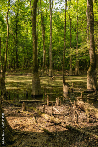 Obraz na płótnie Cypress Knees Stand in The Mud With Low Water In Cedar Creek Of Congaree w salonie