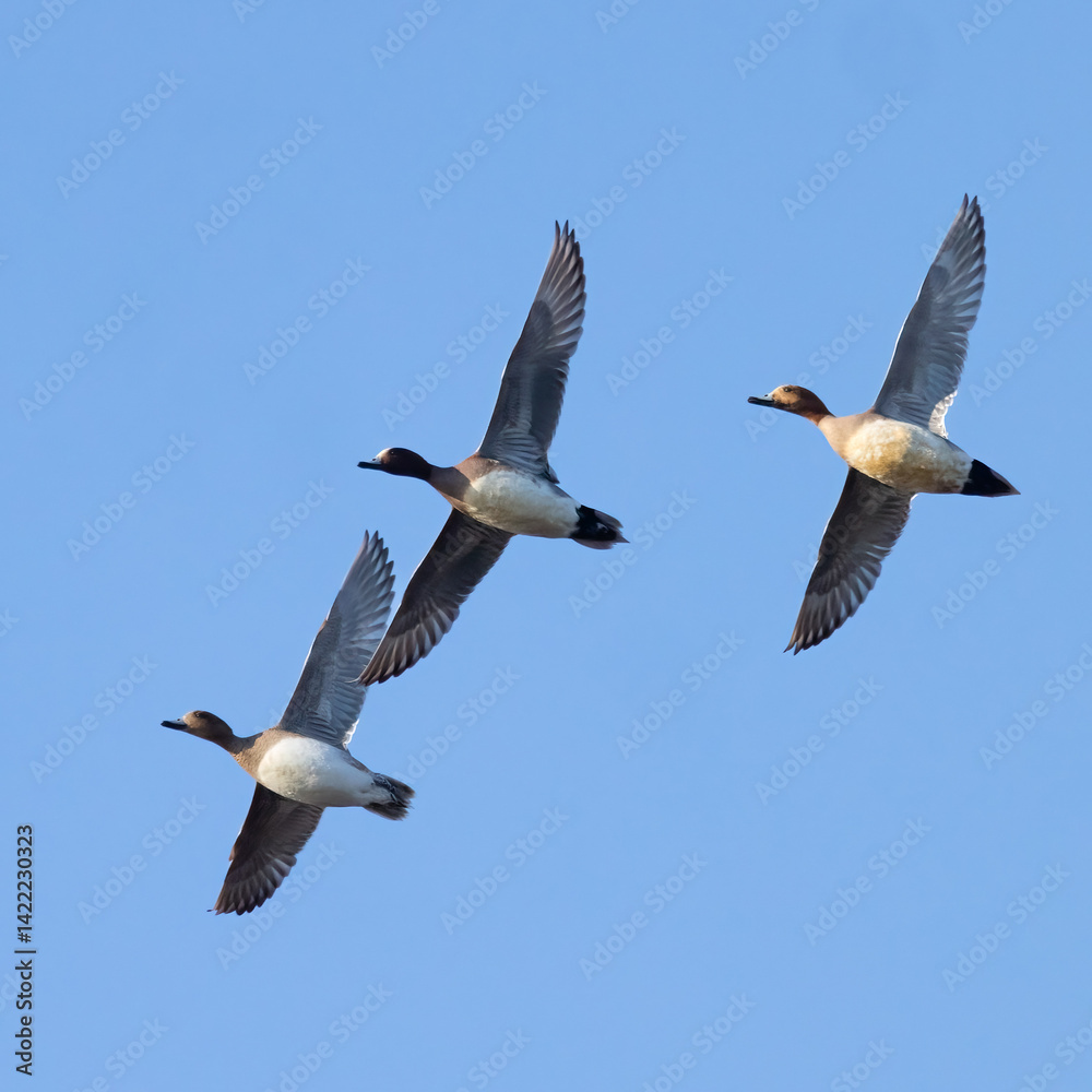 Fototapeta premium Eurasian Wigeon
