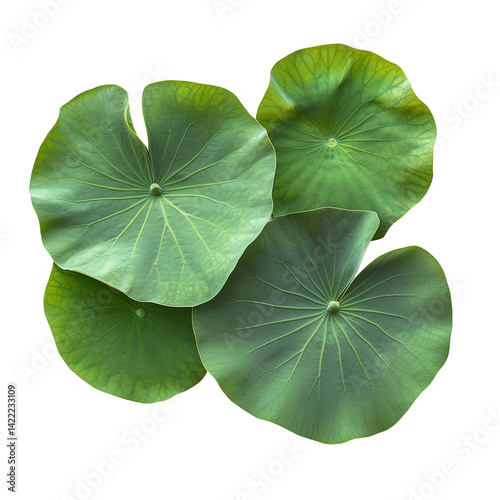 Top View of Green Lotus Leaves Cluster Isolated on Transparent Background
