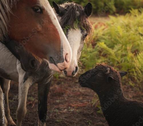 cavalos curioosos a observar de perto uma ovelha negra