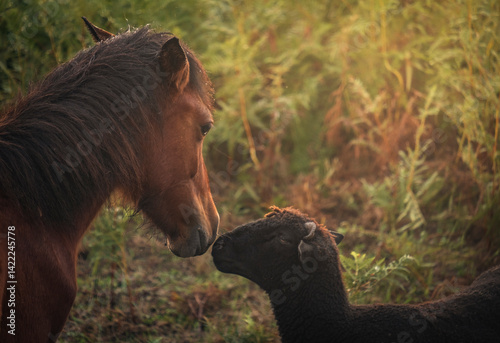 cavalo e ovelha a dar um beijo