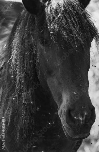 Close up de cavalo com moscas preto e branco