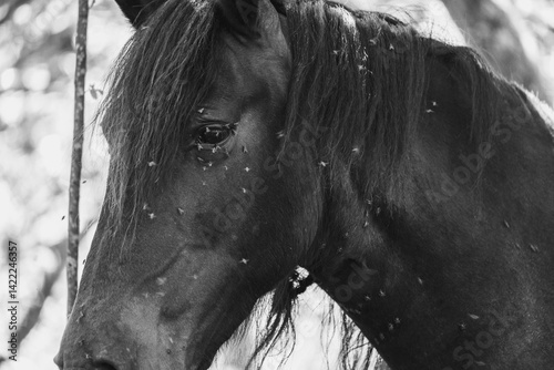 Close up de cabeça de cavalo com moscas preto e branco