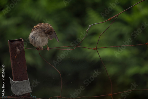 Passaro a bicar a asa