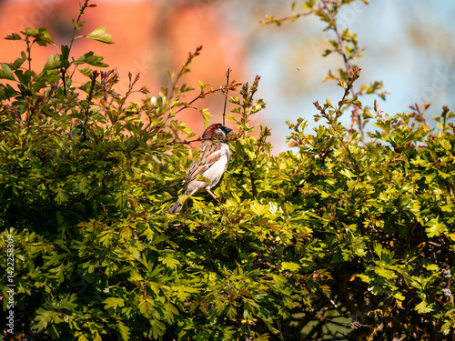 bird on tree photo