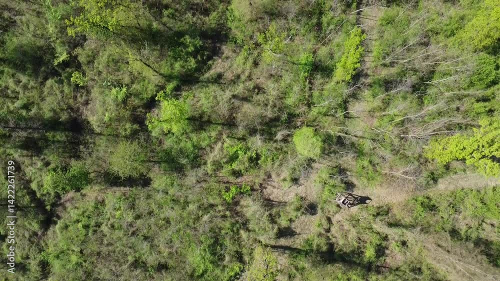 Topdown View of a Forest during Spring Topdown View of a Forest during Spring
