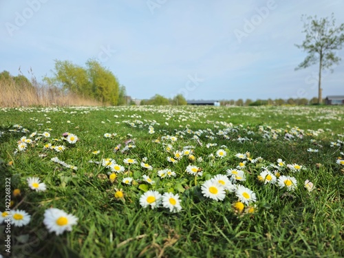 Summer meadow with beautiful daisies. A population of daisy flowers.