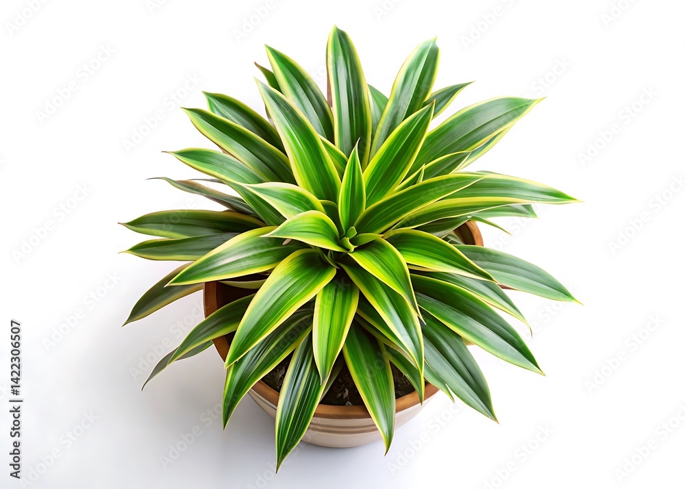 Fototapeta premium top view of potted houseplant dracaena on white background.jpg