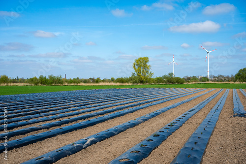 Rhubarb plantation in rows, covered with plastic Celles Schalafie, Hainaut, Belgium photo