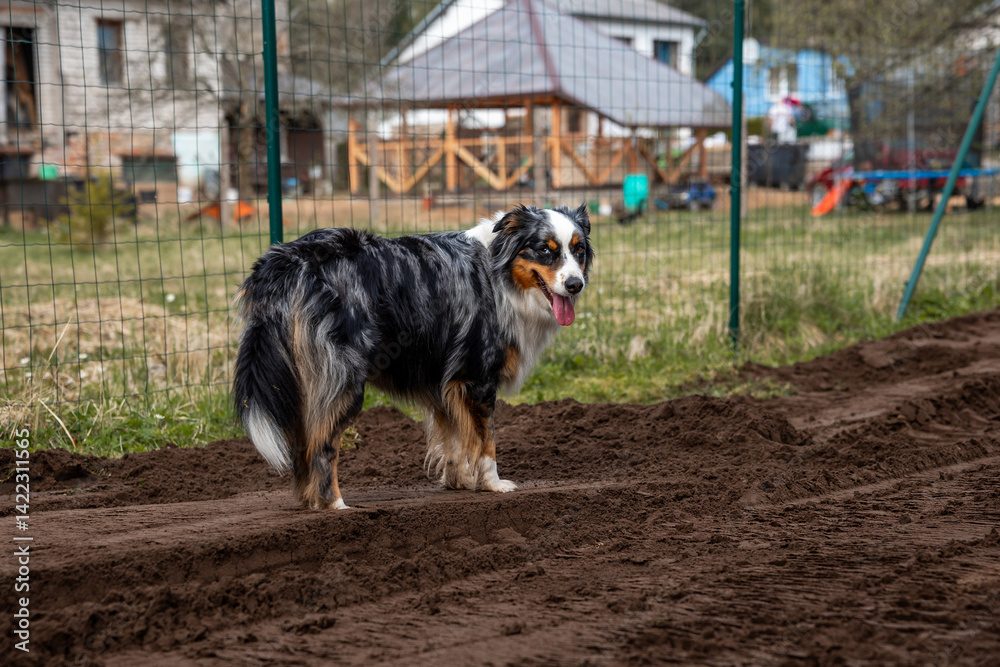 A black, white, and brown dog stands on a dirt path near a wire fence. Houses with pitched roofs, a blue barrel, and playground equipment are visible.