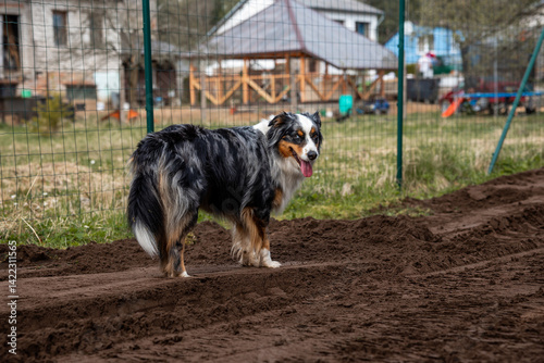 Obraz na płótnie A black, white, and brown dog stands on a dirt path near a wire fence. Houses with pitched roofs, a blue barrel, and playground equipment are visible. w salonie