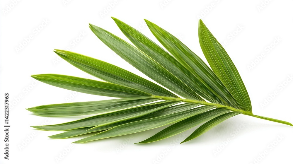 Fototapeta premium A high-resolution zoom-in of a green foliage against a pure white backdrop, featuring a precise mask that covers the upper part