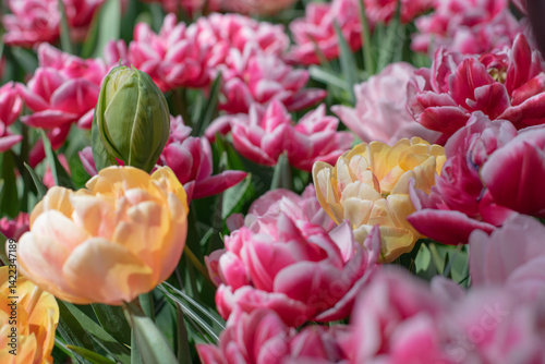 Fototapeta Naklejka Na Ścianę i Meble -  Tulips Blooming at Keukenhof Flower Gardens, Amsterdam, Netherlands