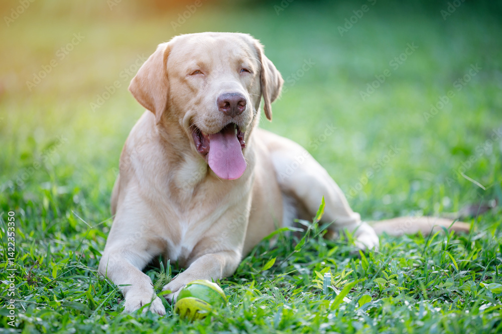 Portrait of tired labrador dog
