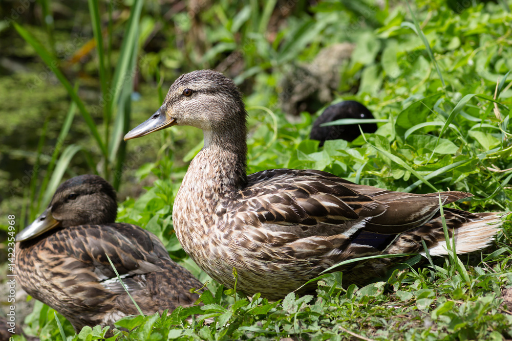 Group of Ducks Resting Near a Pond in a Lush Green Environment Group of Ducks Resting Near a Pond in a Lush Green Environment