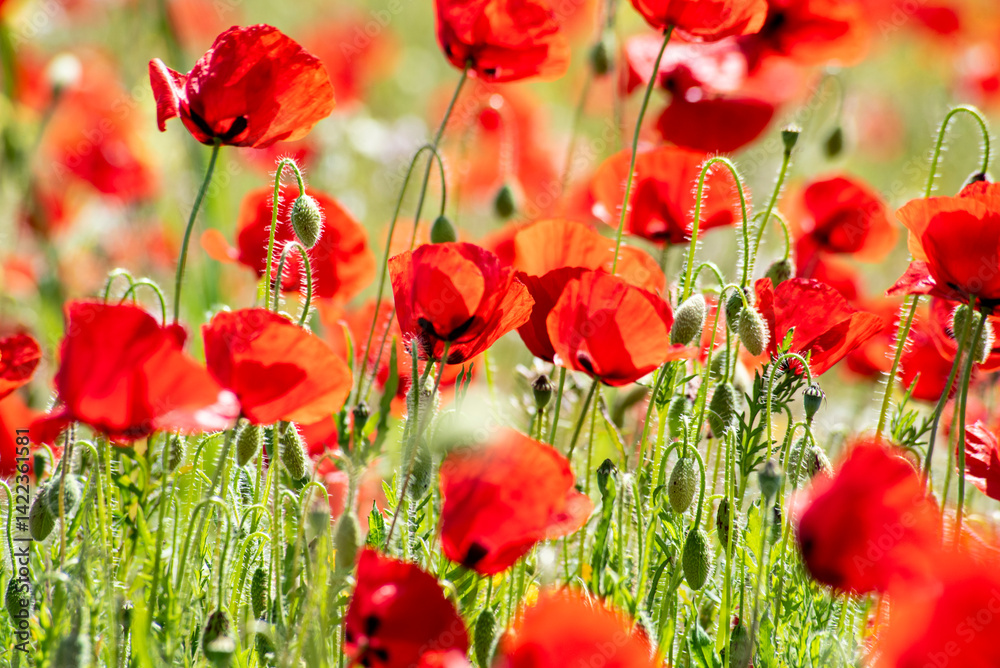 Obraz premium Beautiful poppy field in spring in southern Spain