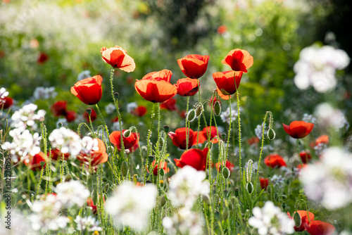 Beautiful poppy field in spring in southern Spain