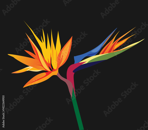 paradise bird