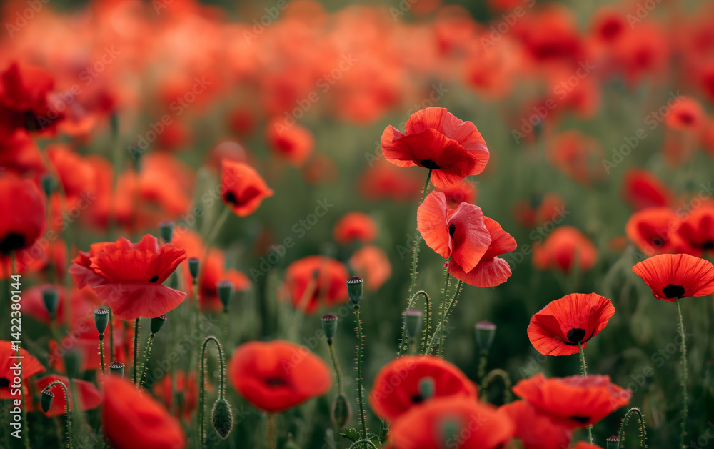 Wide view of red poppy field in full bloom. Nature and serenity concept.
Wide view of red poppy field in full bloom. Nature and serenity concept.