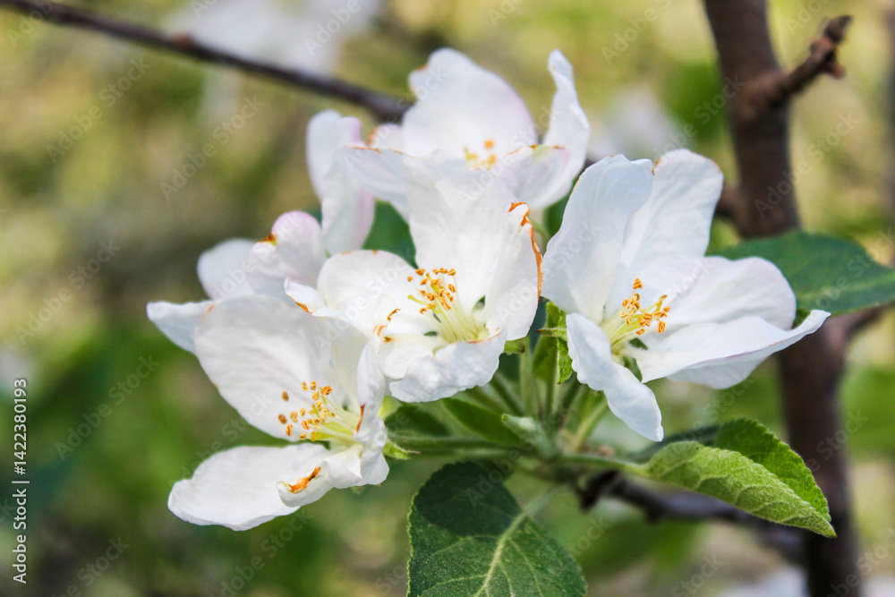 Beautiful spring apple tree blossom. Close-up of white and pink apple tree branches blossom in the garden. Beautiful spring apple tree blossom. Close-up of white and pink apple tree branches blossom in the garden.