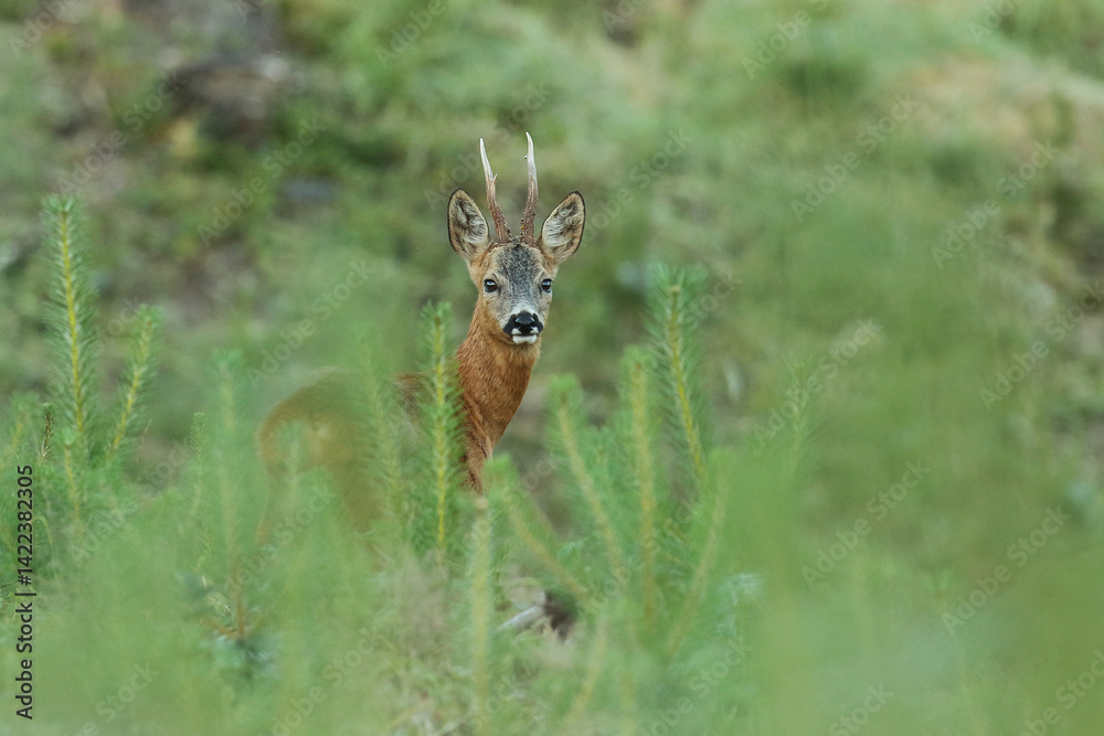 Sarna europejska (Capreolus capreolus) roe deer