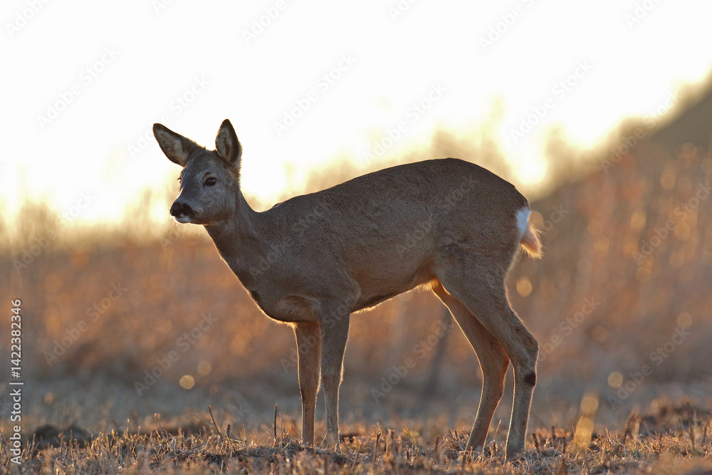 Sarna europejska (Capreolus capreolus) roe deer
