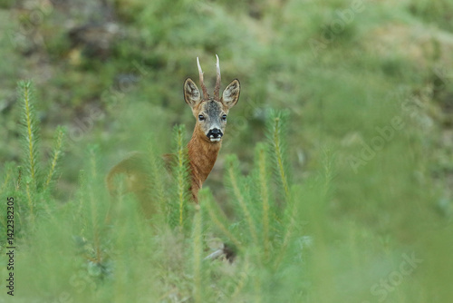 Obraz na płótnie Sarna europejska (Capreolus capreolus) roe deer w salonie