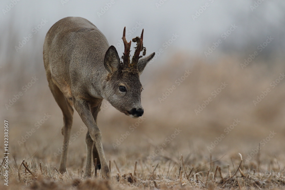Sarna europejska (Capreolus capreolus) roe deer