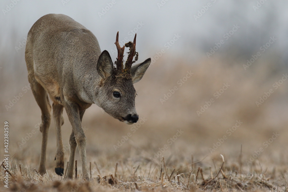 Sarna europejska (Capreolus capreolus) roe deer
