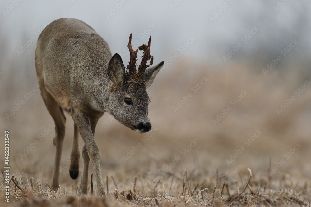 Sarna europejska (Capreolus capreolus) roe deer