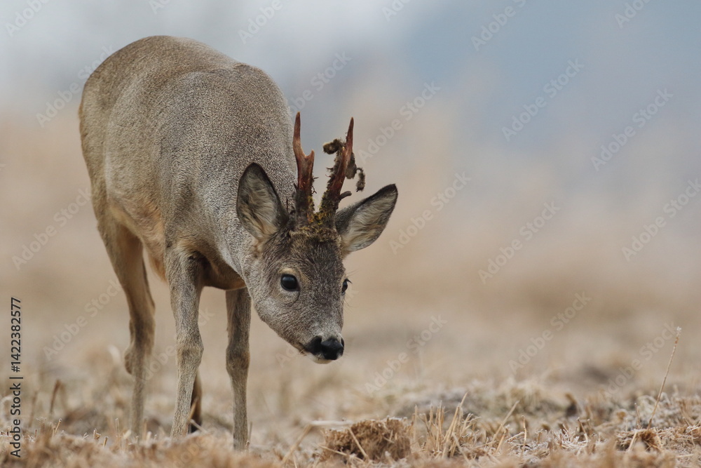 Sarna europejska (Capreolus capreolus) roe deer