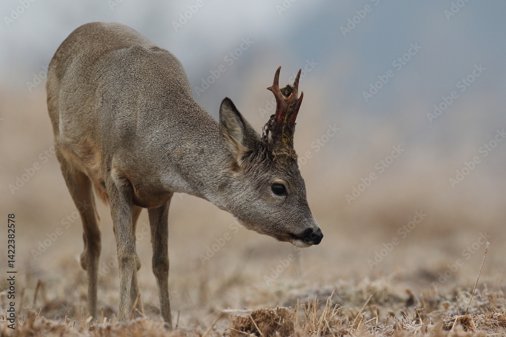Sarna europejska (Capreolus capreolus) roe deer