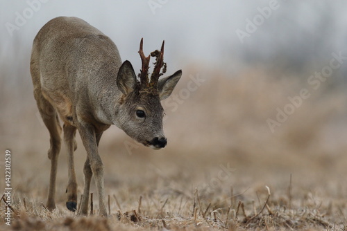 Obraz na płótnie Sarna europejska (Capreolus capreolus) roe deer w salonie